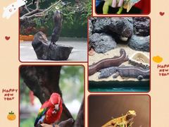 -广州长隆飞鸟乐园