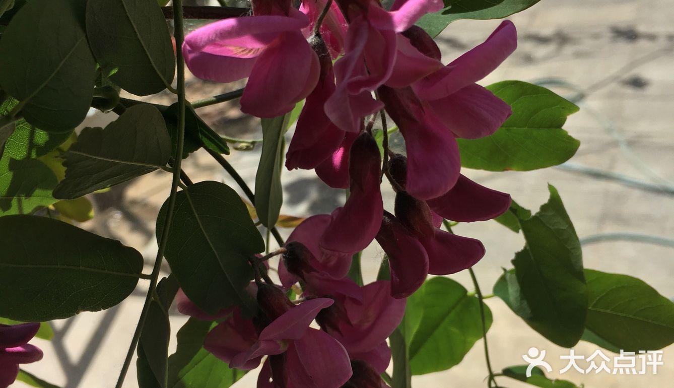 春天偶遇紫色的洋槐花