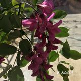 春天偶遇紫色的洋槐花