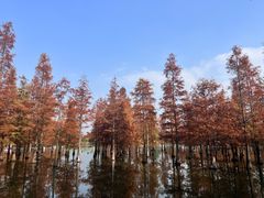 -白鹭湾湿地公园