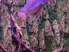 -上海海洋水族馆