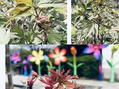 -洛阳市隋唐城遗址植物园