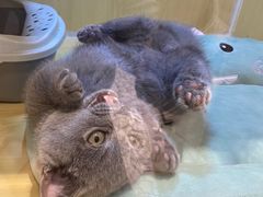 -momokira米努特·德文卷毛猫·棉花面纱犬