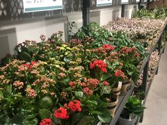 -鹿岛会员店 (龙湖三千集天街店)