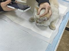 -美联众合动物医院·24h转诊中心