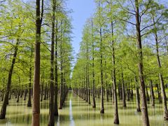 -泗洪洪泽湖湿地景区