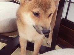 -逗柴咖啡屋·狗咖猫咖宠物桌游
