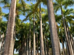 -深圳国际园林花卉博览园