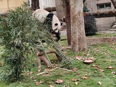 -成都动物园