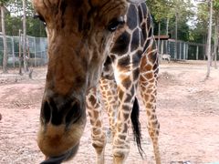 -清迈夜间动物园