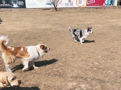 -趣玩宠物乐园寄养训犬训狗游泳池
