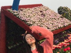 -荷兰花海