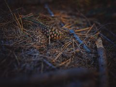 -塞罕坝国家级自然保护区