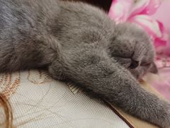 -艾贝尔宠物医院·24H转诊中心·肿瘤猫专科(江宁双龙店)