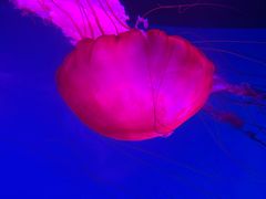 -沈阳海洋探索中心