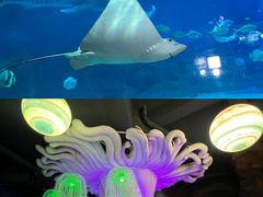 -烟台海昌鲸鲨海洋公园