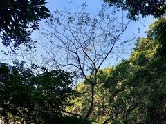 -阳台山森林公园