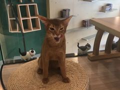 -飞行喵MR PILOT|猫舍·猫咖(静安大融城店)