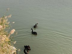 -天津东丽湖风景区