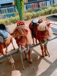 -萌宠亲子动物乐园(槐房万达店)