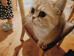 -猫小院猫主题餐厅(三里屯店)