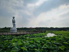 -荷塘月色湿地公园·向阳花洲