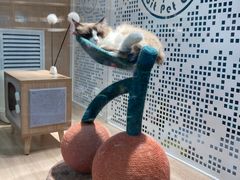 -BABIT巴比特宠物(MOMOPARK店)