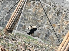 -都江堰中华大熊猫苑