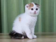 -Bastet sally猫舍购宠(静安店)