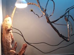 享受灯光浴的蜥蜴-打趸BTC·Breaktime cafe(北京路店)