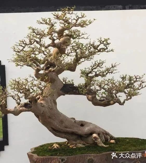 盆景沤肥的窍门