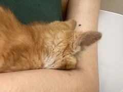 -安安宠医·臻爱宠物医院·宠保定点(营门口路分院)