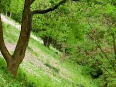 -西湖风景区-江洋畈生态公园
