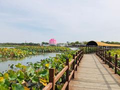 -白洋淀风景区
