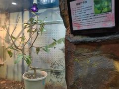 -上海大自然野生昆虫馆(东方明珠·爬宠昆虫探索中心)