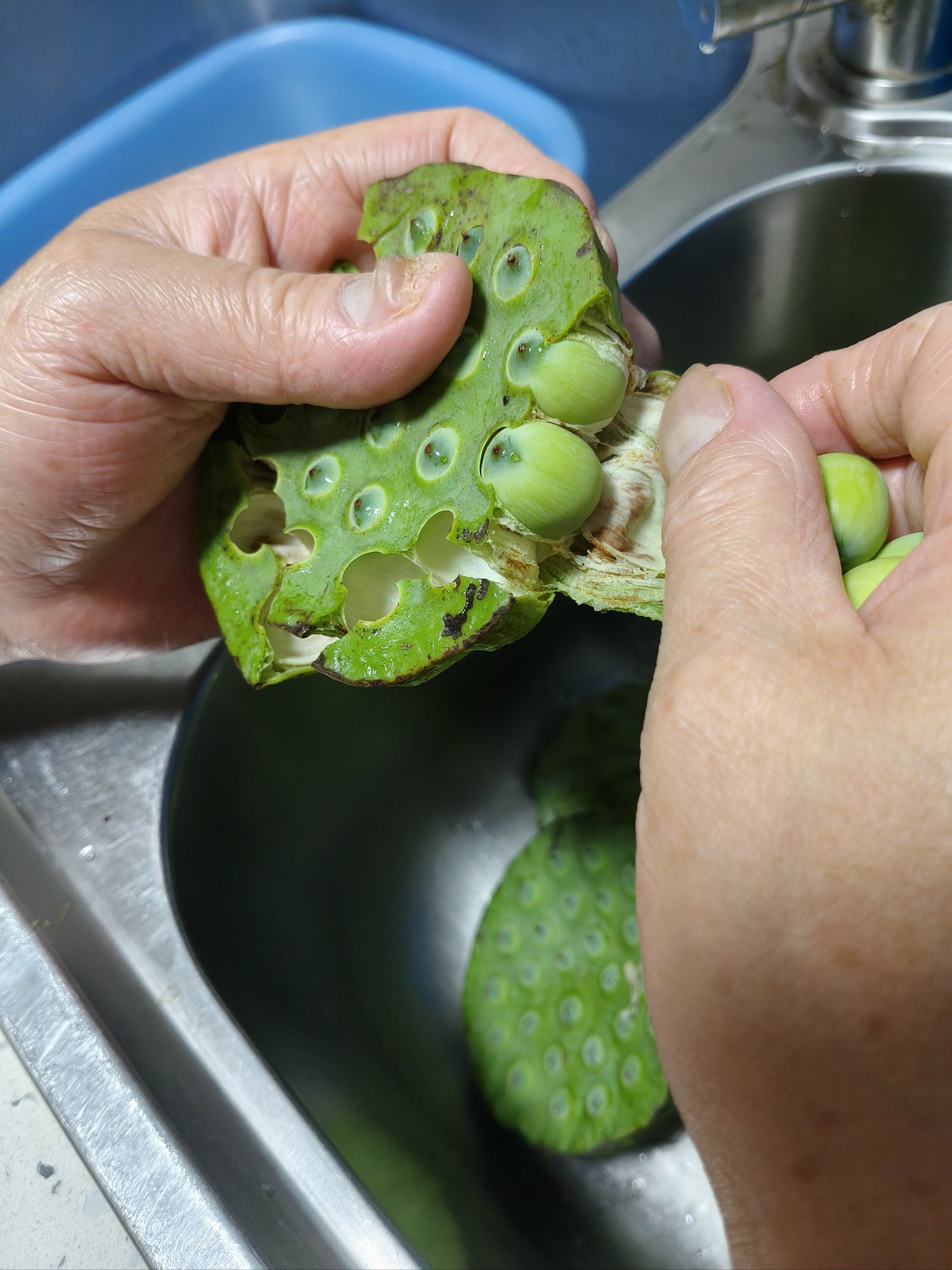 低头弄莲子,莲子清如水