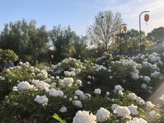-洛阳市隋唐城遗址植物园
