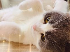 -飞行喵MR PILOT|猫舍·猫咖(静安大融城店)