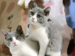 -宠爱国际动物医院· 猫科· 外科·中兽医(长白店)