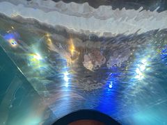 -涛·海底餐厅·美人鱼·自助餐·海底隧道(三亚海棠湾洲际度假酒店)