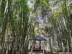 -广州市石门国家森林公园