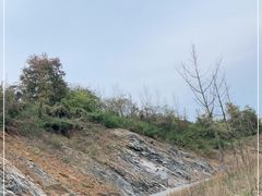 -千年银杏谷文化旅游区