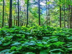 -洛阳白云山景区