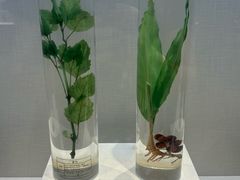 -广东中医药博物馆