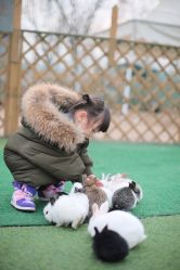 -萌宠亲子动物乐园(槐房万达店)