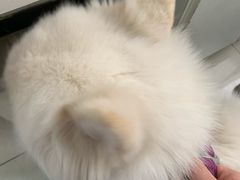 -利又安动物医院··老年病·猫科犬科·中兽医