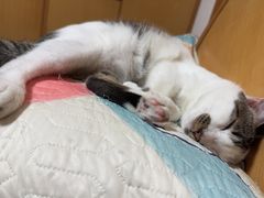 -瑞派伍一宠物医院·眼科·骨科·猫科转诊中心(马王堆院)