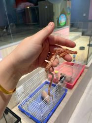 -Moni星球萌宠·小马宝莉·灵蛇·高端高阶全萌宠互动体验俱乐部(红豆国际广场店)