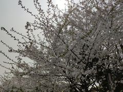 -南山植物园