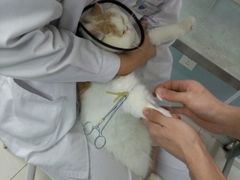 -中农大我爱我爱24h动物医院·中医针灸·猫专科·骨科医疗中心(双井店)